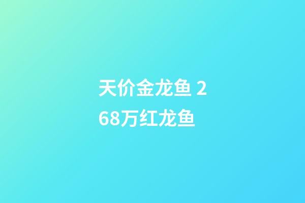 天价金龙鱼 268万红龙鱼